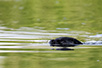 Otter (Photo: Zoran Milutinović)